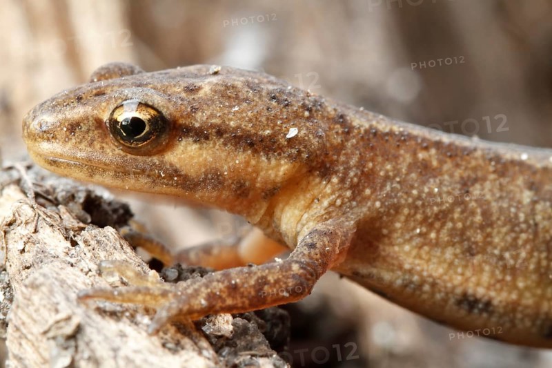 Common newt