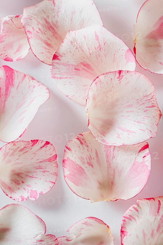 Top view rose petals background