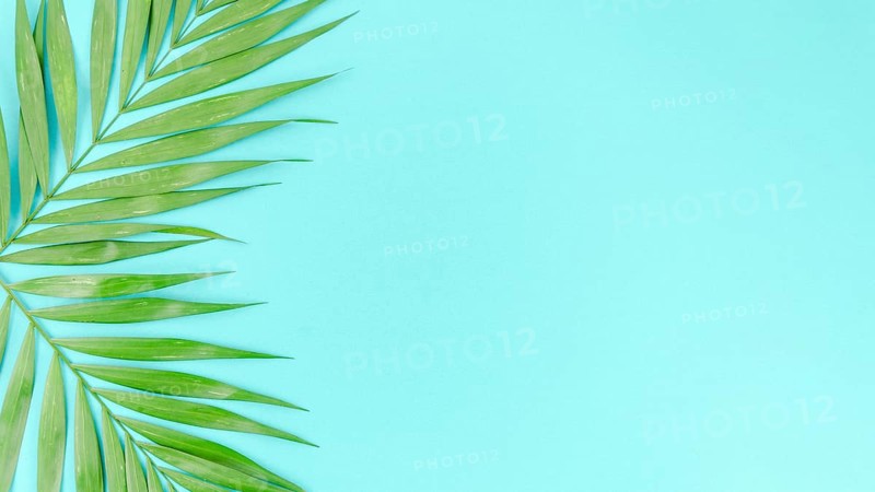 Two green palm leaves table