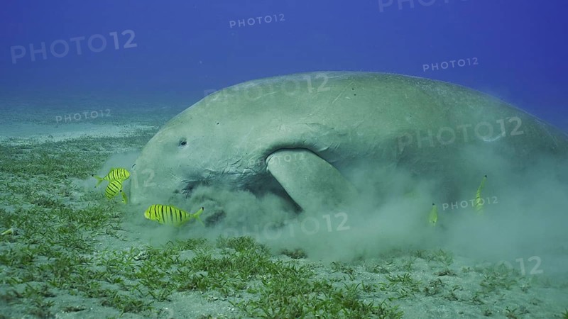 Sea Cow