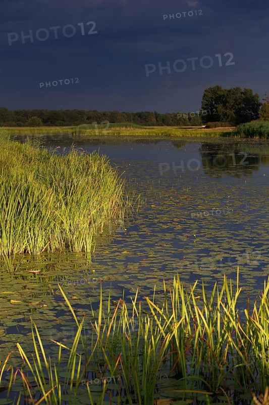 Evening mood in the floodplain forest
