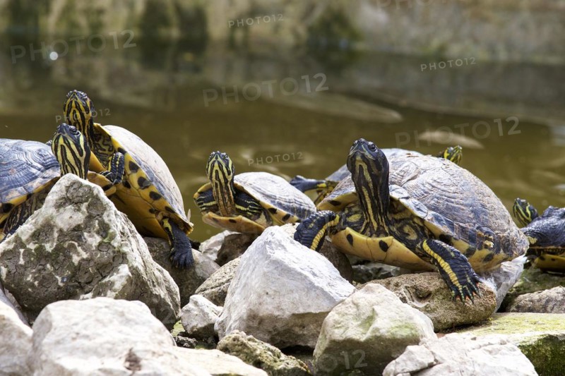 Ornate turtles