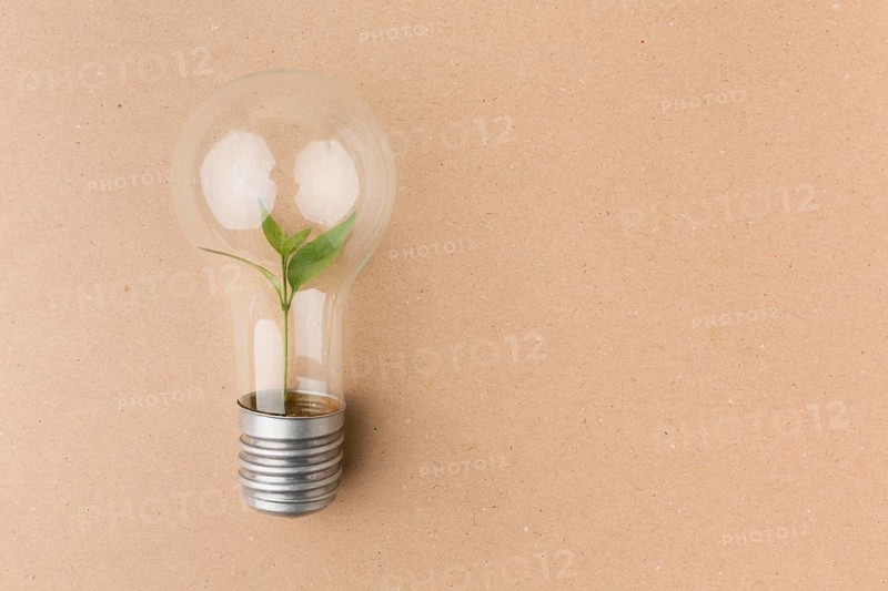 Light bulb small plant inside