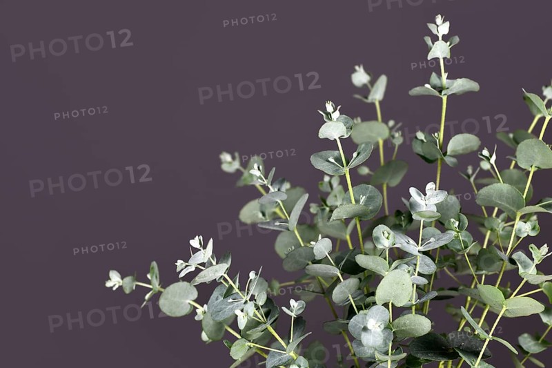 Close up of Eucalyptus plant branches in front of dark gray background