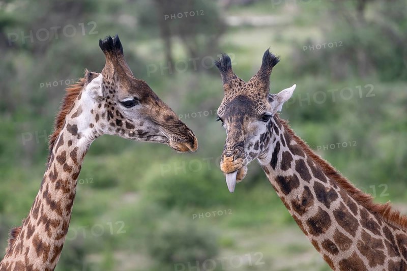 Masai giraffe