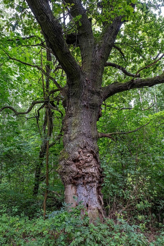 Damaged trunk of an old oak tree