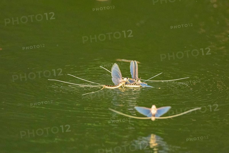 Mayfly