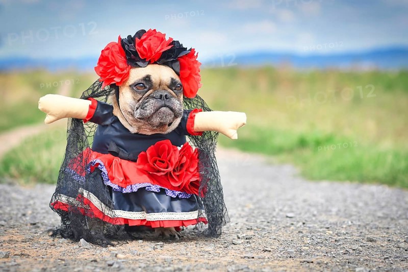 French Bulldog dog dressed up with 'La Catrina' Halloween costume with red and black dress with rose flowers and lace veil from Mexican 'Los Muertos' Day of the Dead festival