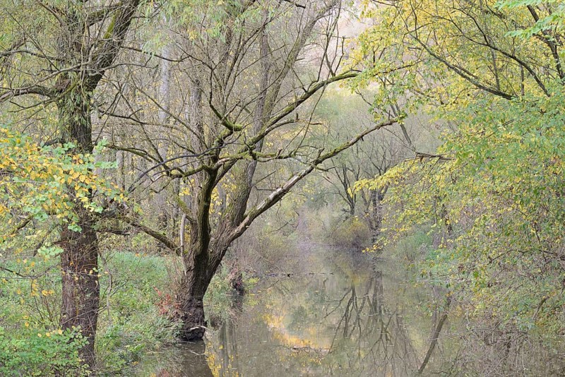 Autumn atmosphere on a branch of the Moselle