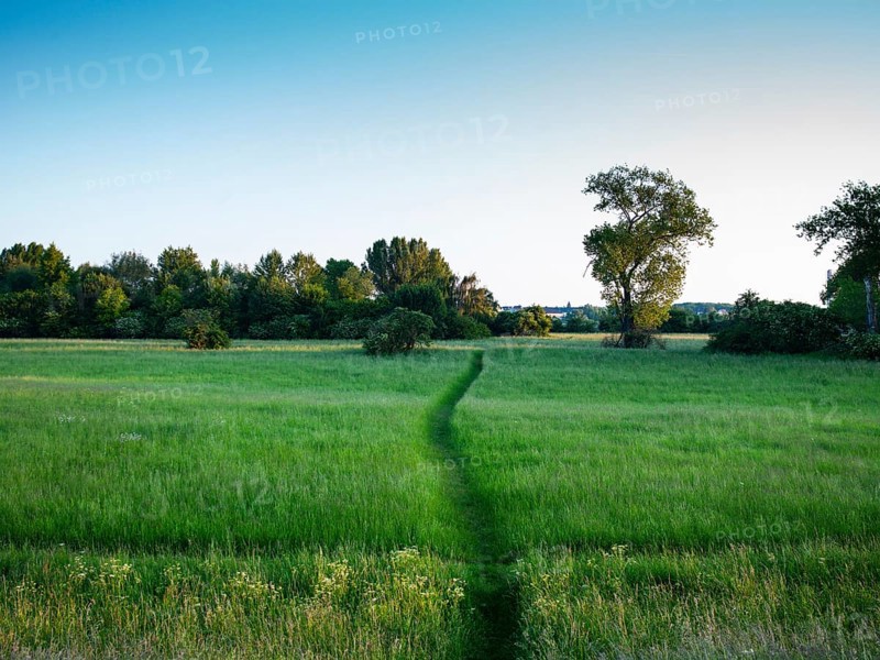 Trail through a field on the Neanderlandsteig