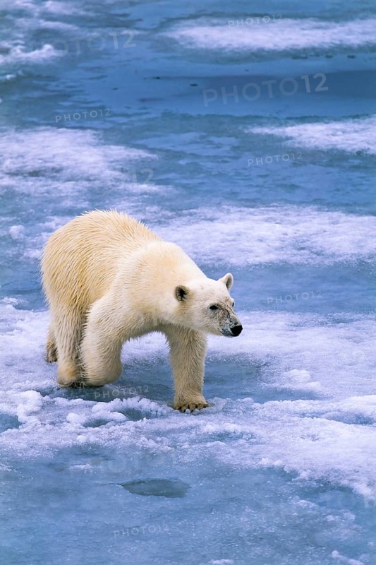 Polar bear walking on melting ice