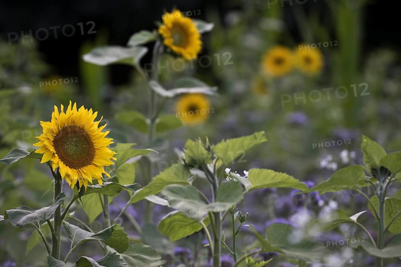 Sunflowers