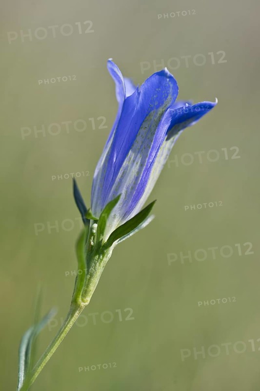 Marsh gentian