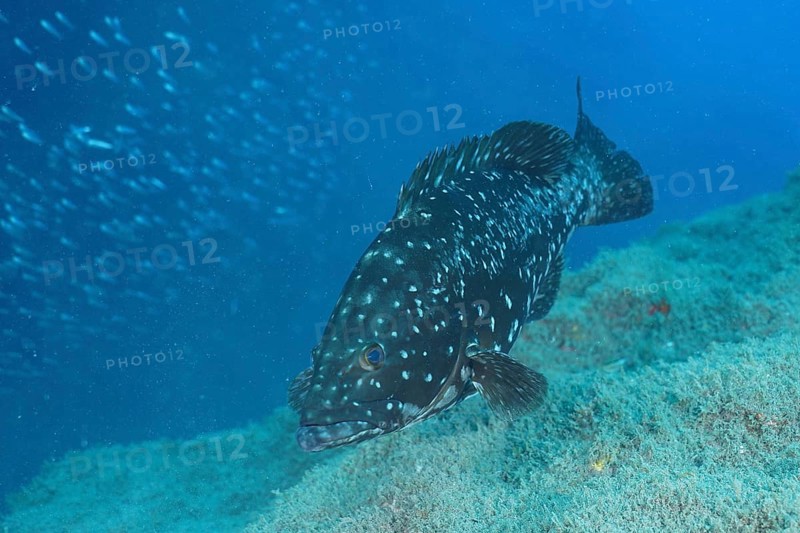 Dusky grouper