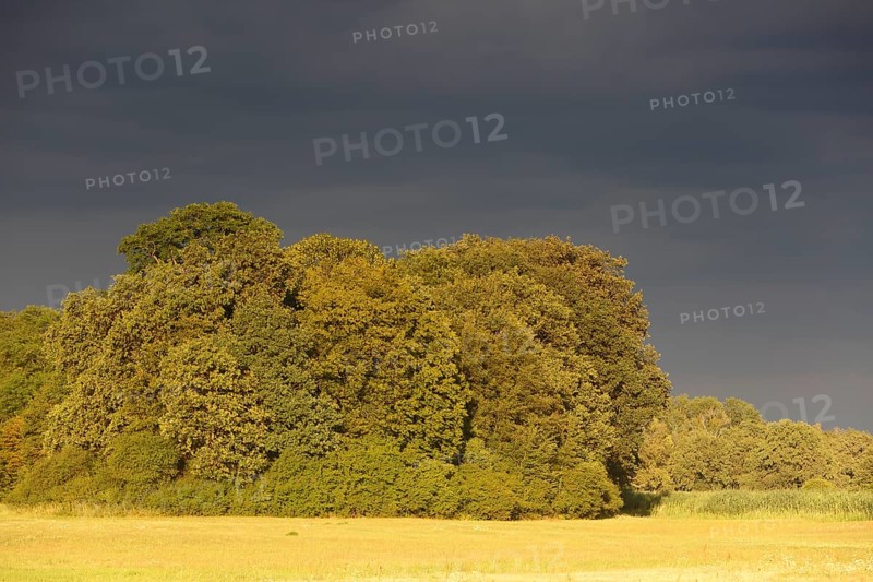 Evening mood in the floodplain forest