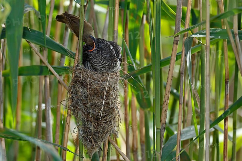 Common cuckoo