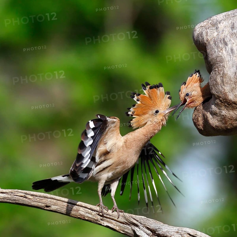Hoopoe