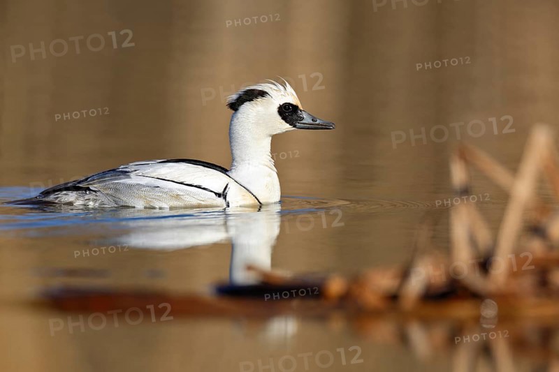 Smew
