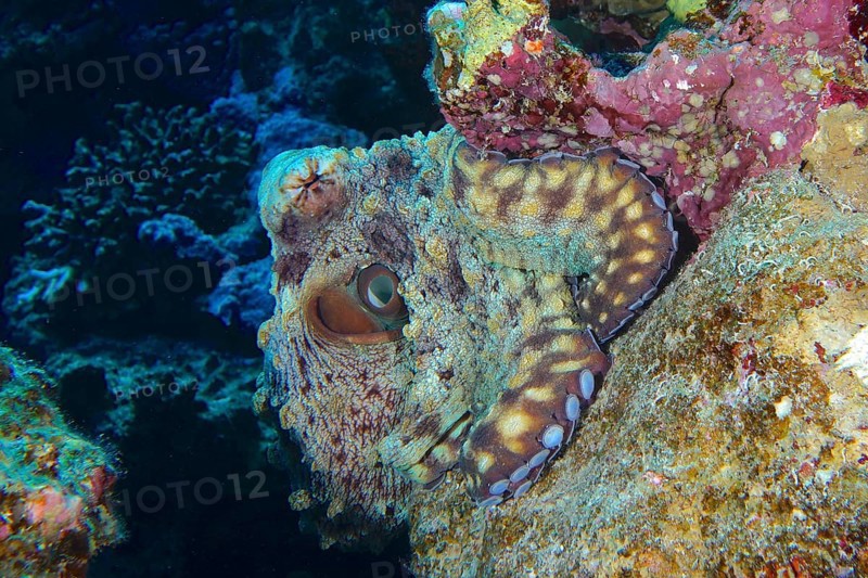 Great Blue Octopus