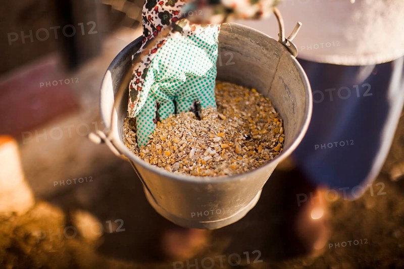 Person hand holding bucket with fodder