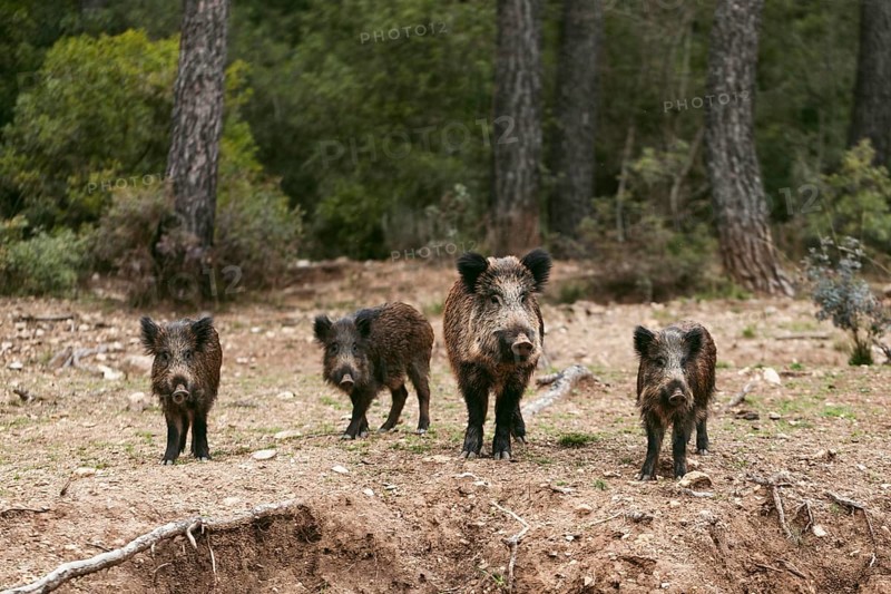 Wild boars nature 3