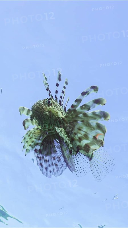 Lion fish swims in blue Ocean on blue sky background