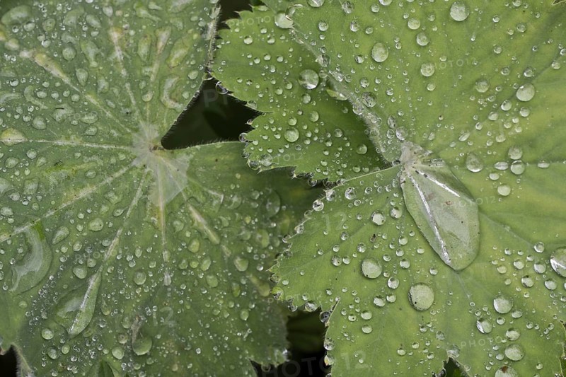 Lady's mantle