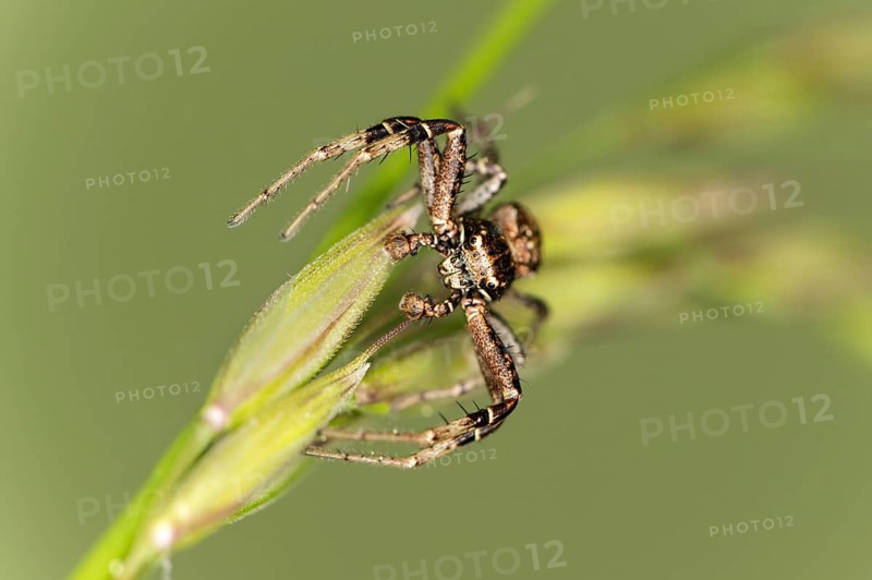 Crab spider