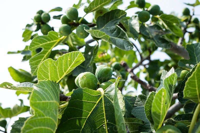 Ripe figs on a fig tree