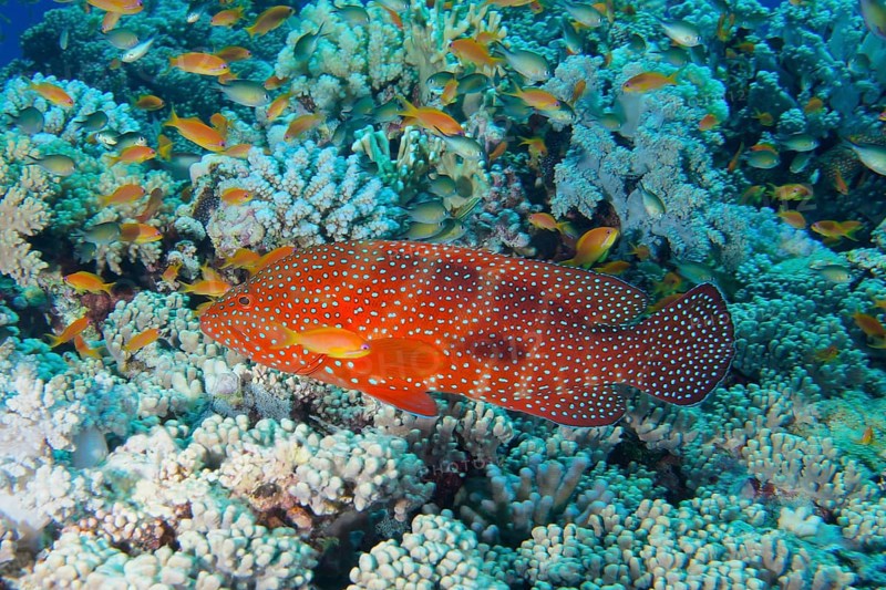 Jewel Grouper