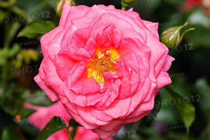 Pink rose