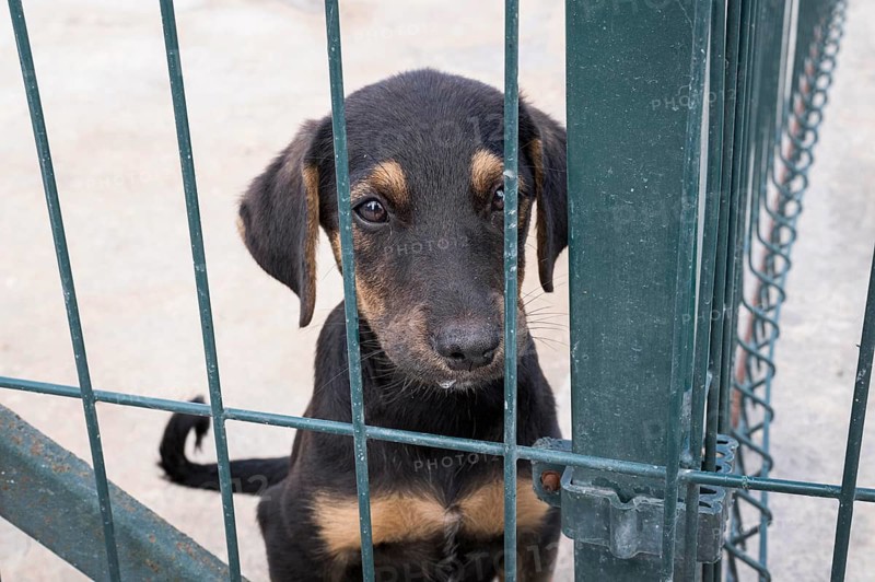 Cute dog fence waiting be adopted