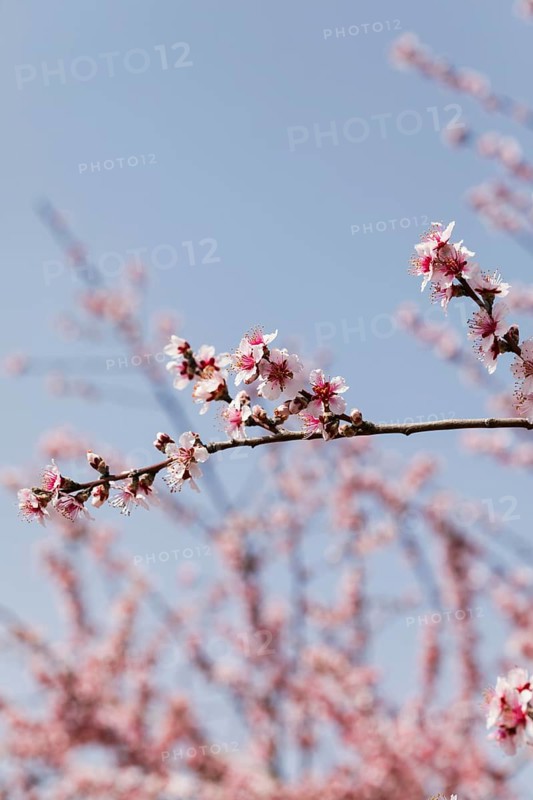 Close up trees branches with blooming flowers 1