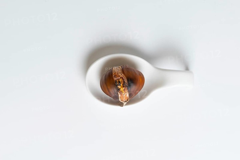 Seasonal chestnuts harvested from the field on a white background