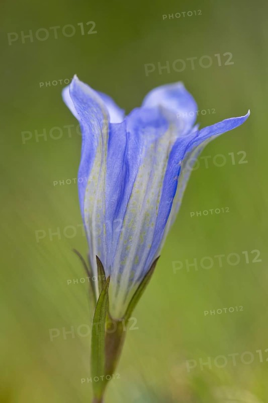 Marsh gentian