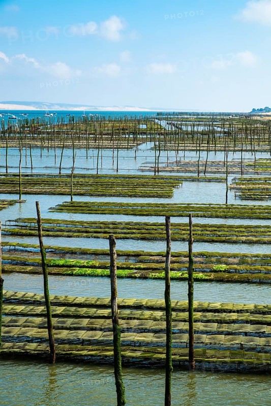 Oyster beds at low tide in the Arcachon basin