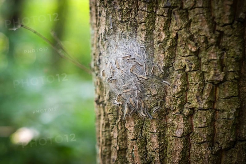 Nest of oak processionary moths on an oak tree in Duesseldorf