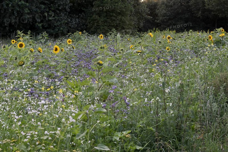 Flowering meadow with sunflowers