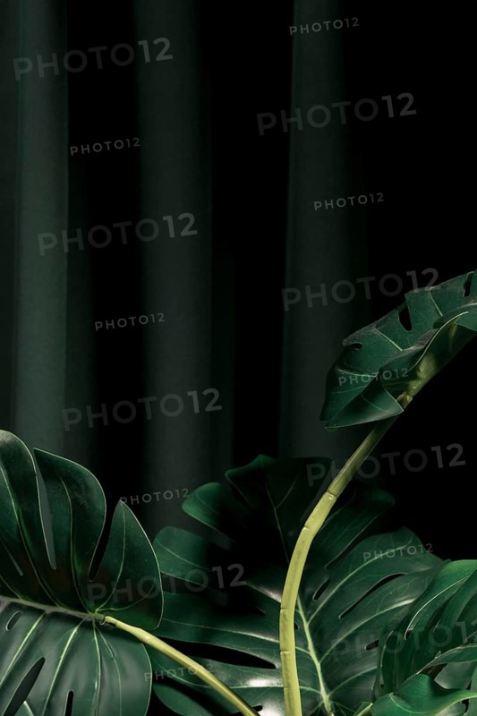 Front view monstera leaves with dark background