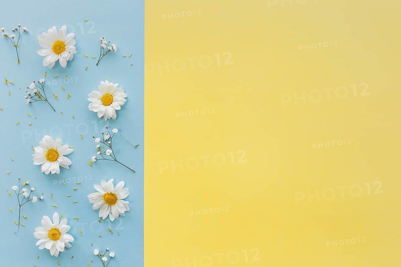 Top view white daisy flowers baby s breath flowers dual background