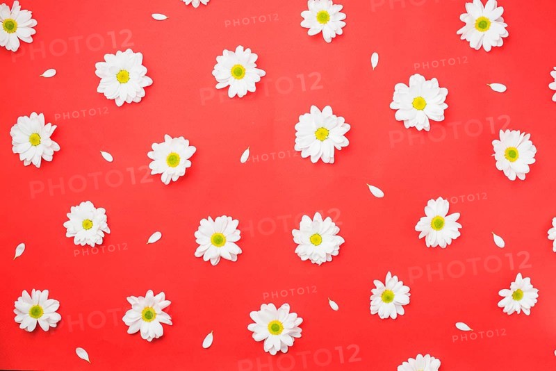 Chamomile heads red