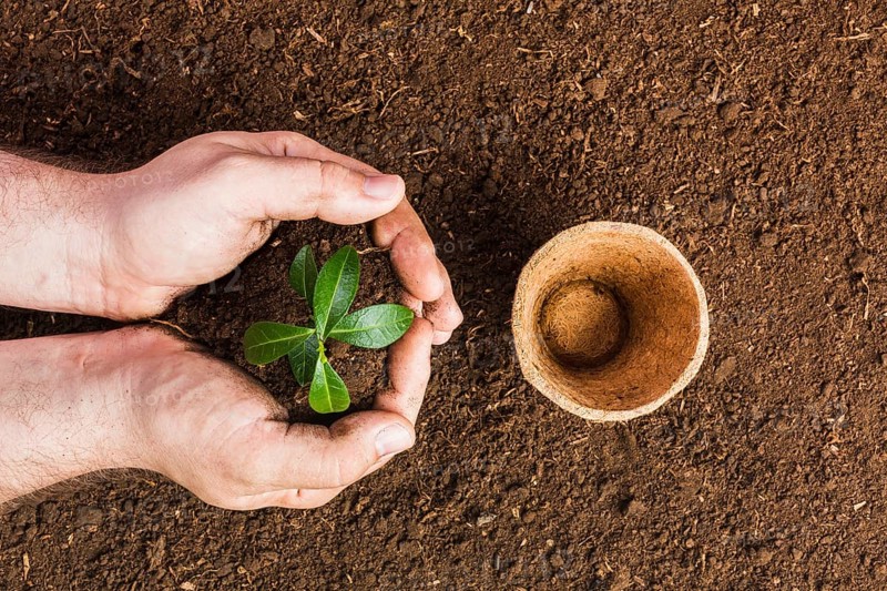 Top view gardener planting