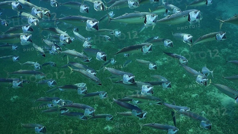 Top view on shoal of Striped Mackerel or Indian Nackerel