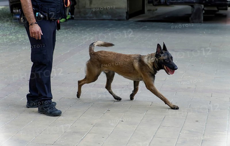 Training of a Belgian Shepherd Malinois dog for police work