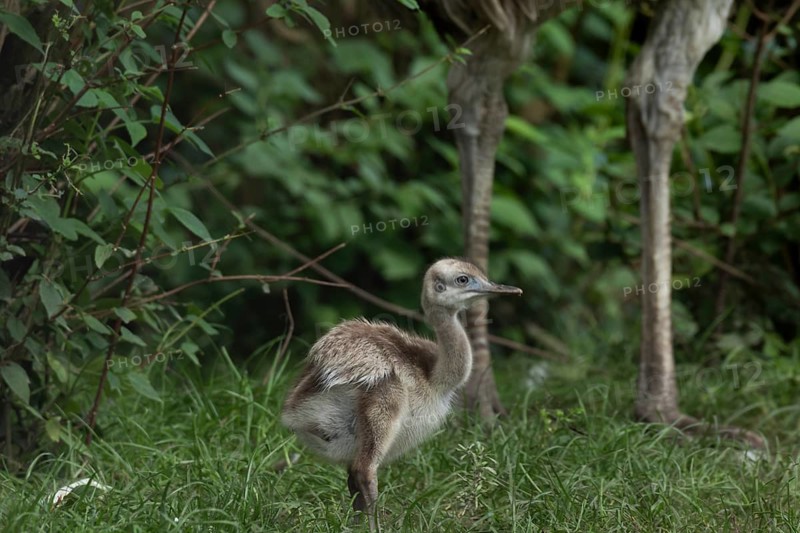 Greater rhea