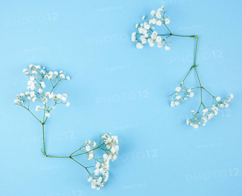 Small white gypsophila blue background