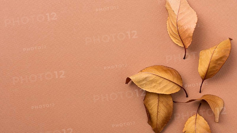 Monochromatic still life composition with leaves