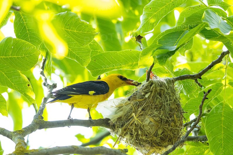 Eurasian golden oriole