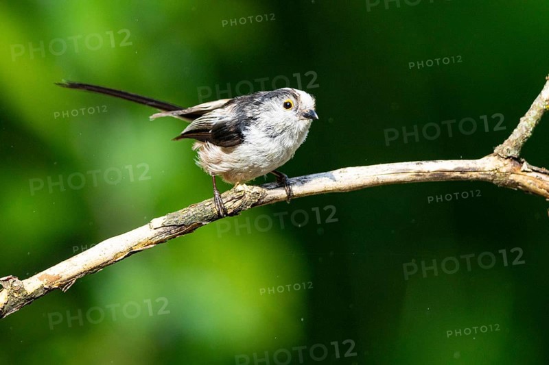 Long-tailed Tit