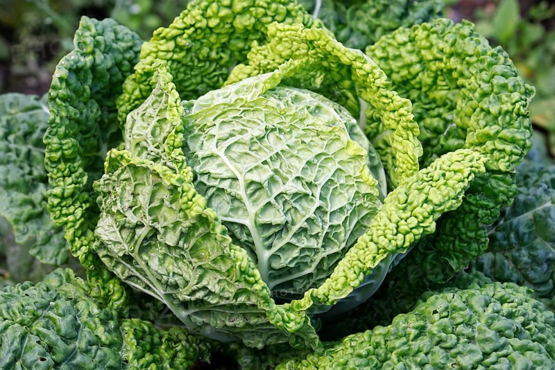 Cabbage